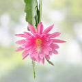 Epiphyllum Cuttings Marmalade Punch Hybrid Succulent Plant 8-10 Inches Live Houseplant Starter