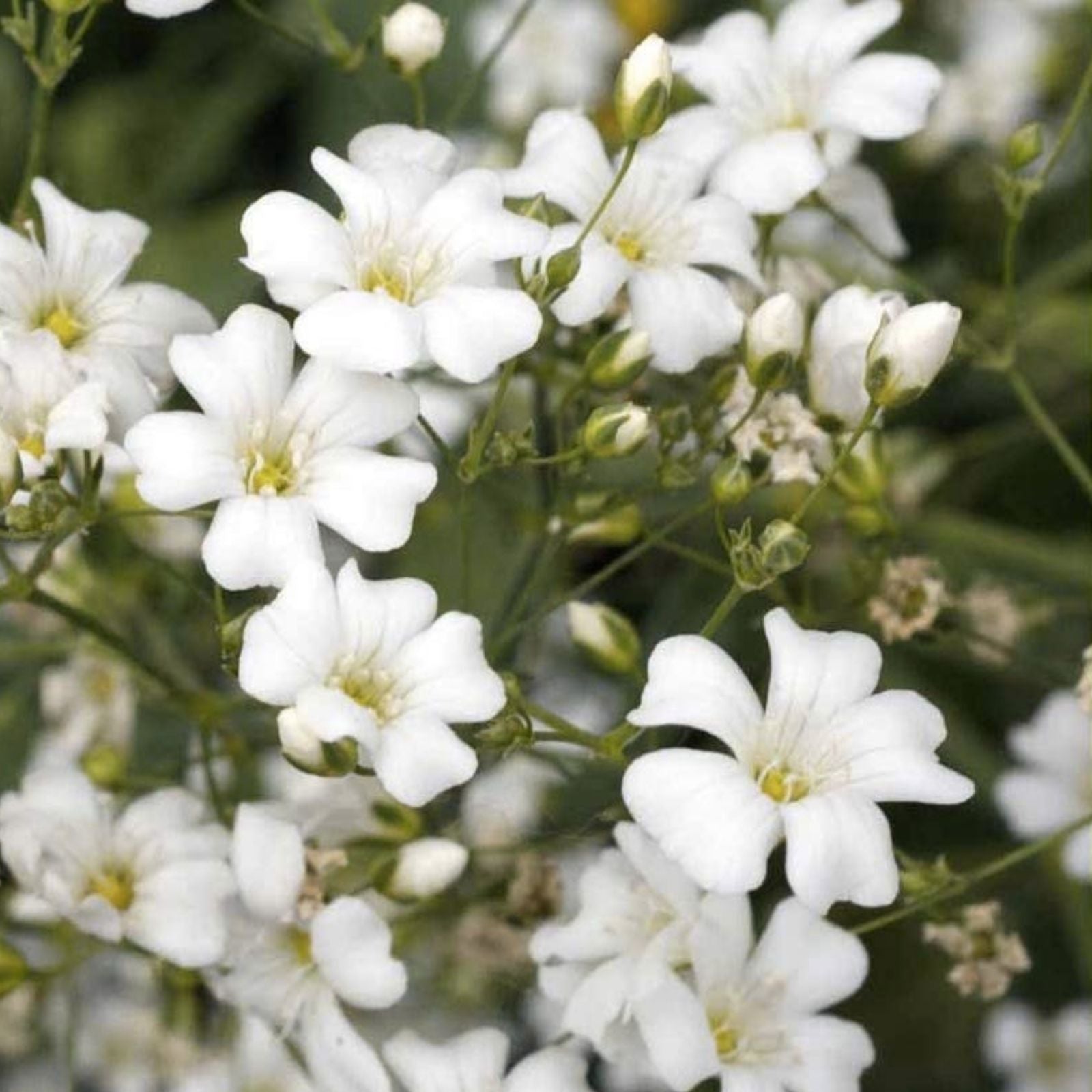 Baby's Breath Seeds 5,000 Count - Gypsophila elegans Annual Flowers for Garden & Cut Flowers - Easy Grow Ornamental Seed Pack