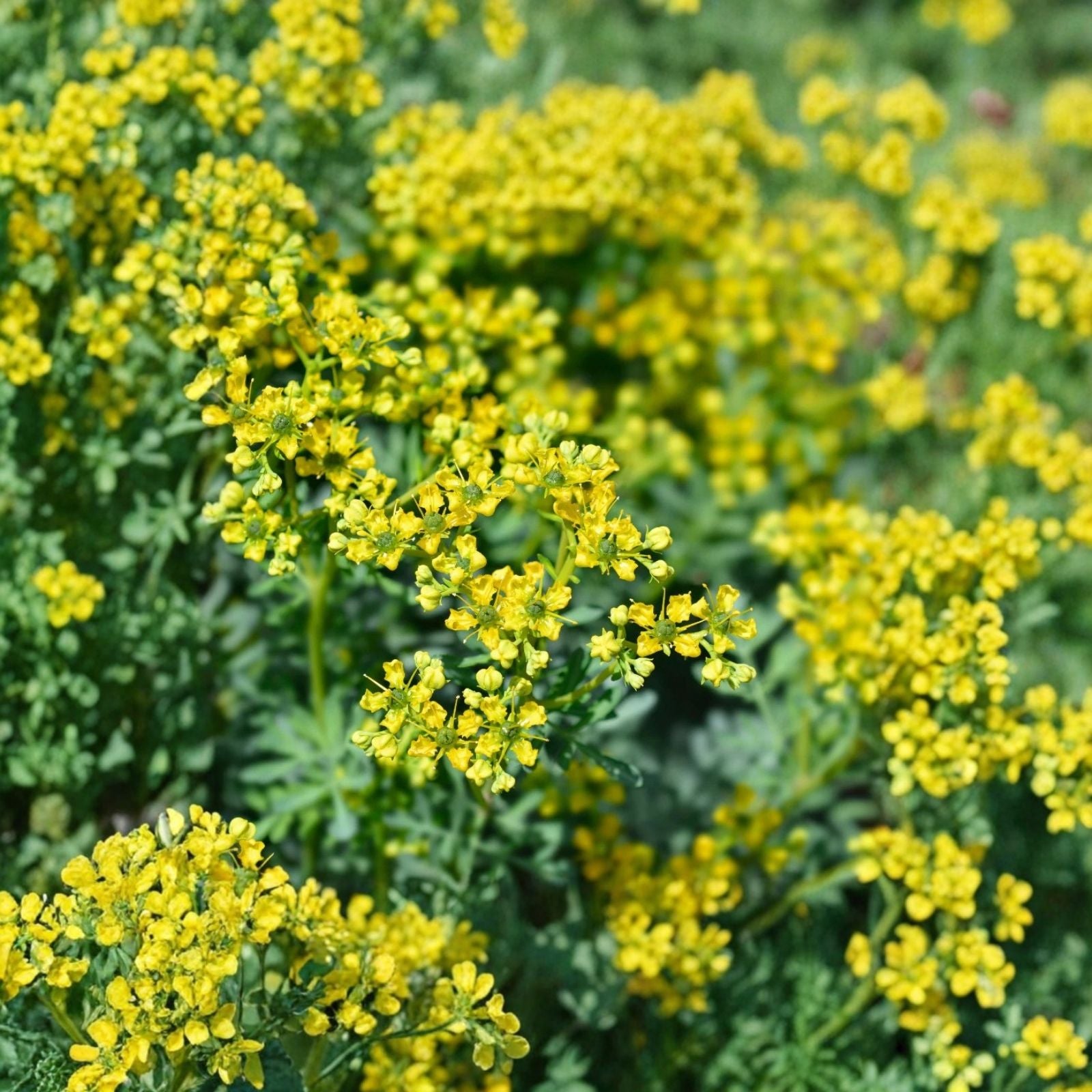 Fresh Common Rue Plant Ruta Graveolens Herb Cutting Aromatic Culinary Herb Live Starter Plant