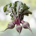 Mammoth Red Mangel Beet Seeds 50 Pack | Big Beta vulgaris Root Vegetables for Gardening | Fast Growing
