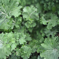 Dwarf Siberian Kale Seeds 500 Count Heirloom Non-GMO Brassica oleracea var. sabellica Live Plant Starter Green Vegetables
