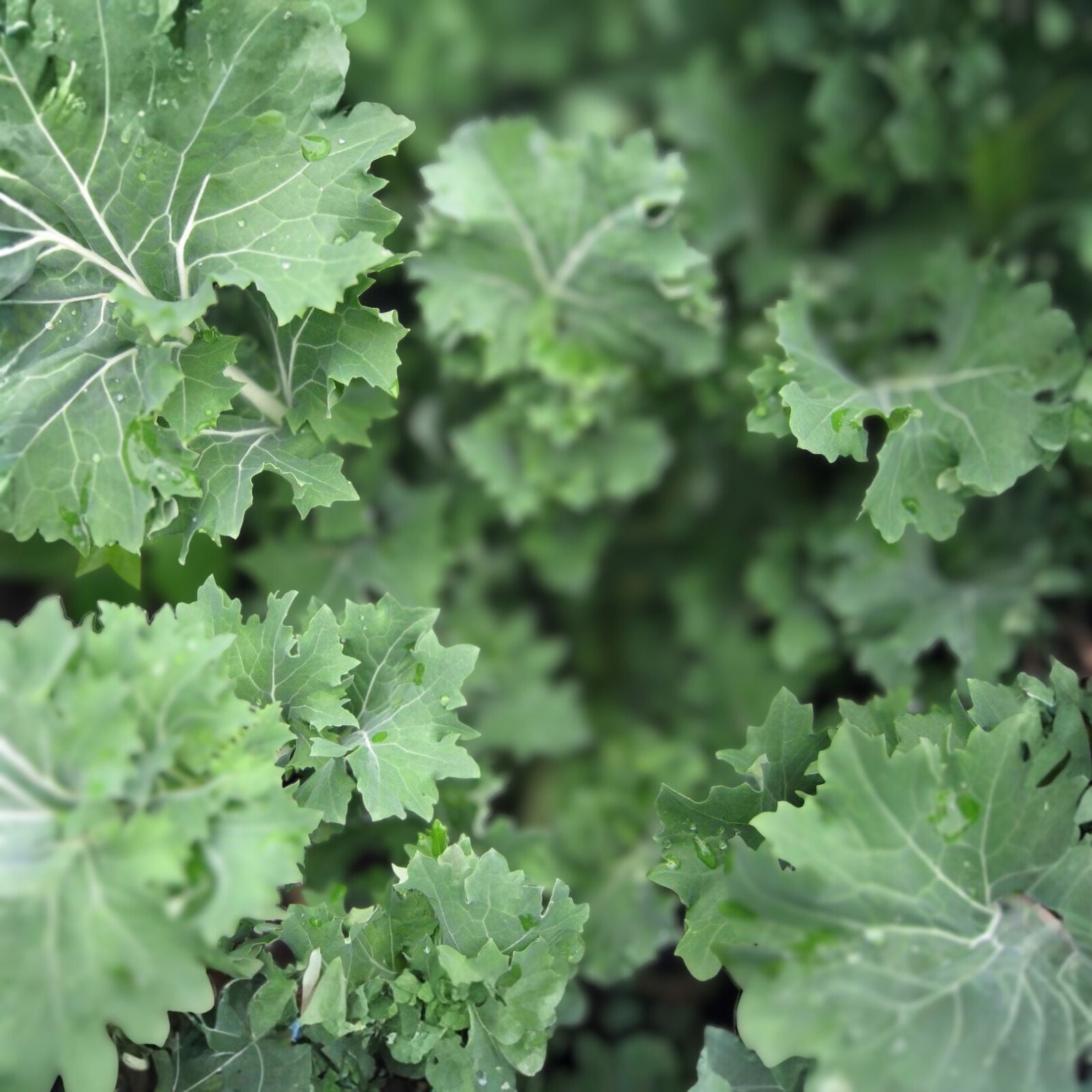 Dwarf Siberian Kale Seeds 500 Count Heirloom Non-GMO Brassica oleracea var. sabellica Live Plant Starter Green Vegetables