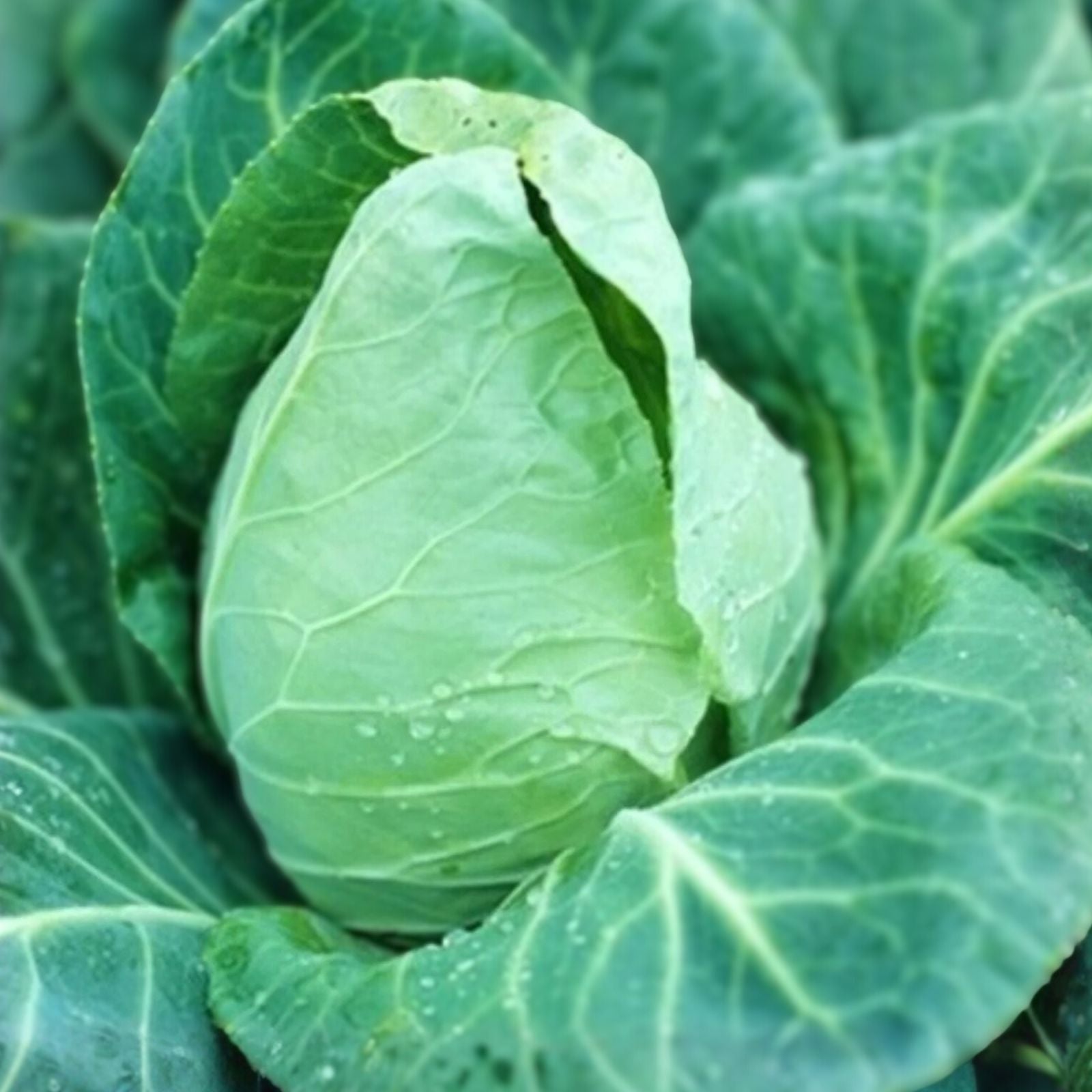 Heirloom Cabbage Seeds Non-GMO Early Jersey Wakefield Organic Vegetable Garden Starter Plant Cutting