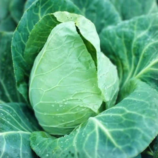 Heirloom Cabbage Seeds Non-GMO Early Jersey Wakefield Organic Vegetable Garden Starter Plant Cutting