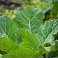 Collard Greens Seeds 1000 Pack Non-GMO Brassica oleracea var. viridis Vegetable Seeds Starter Plant