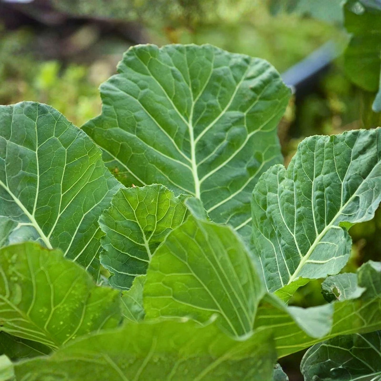 Collard Greens Seeds 1000 Pack Non-GMO Brassica oleracea var. viridis Vegetable Seeds Starter Plant