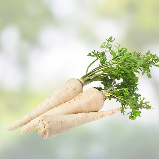 All American Parsnip Seeds 250+ | Rare Heirloom Root Vegetable | Pastinaca sativa | Fast Growing Garden Seed