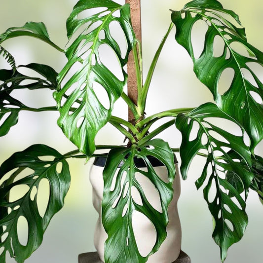Monstera Acacoyaguensis Cutting – Rare Tropical Aroid, Live Indoor Houseplant, Green Foliage, Rooted Plant in 2.5 Inch Pot