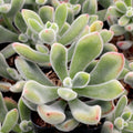 Echeveria Pulvinata Succulent Cutting Fuzzy Red Live Plant 1 inch Starter Houseplant