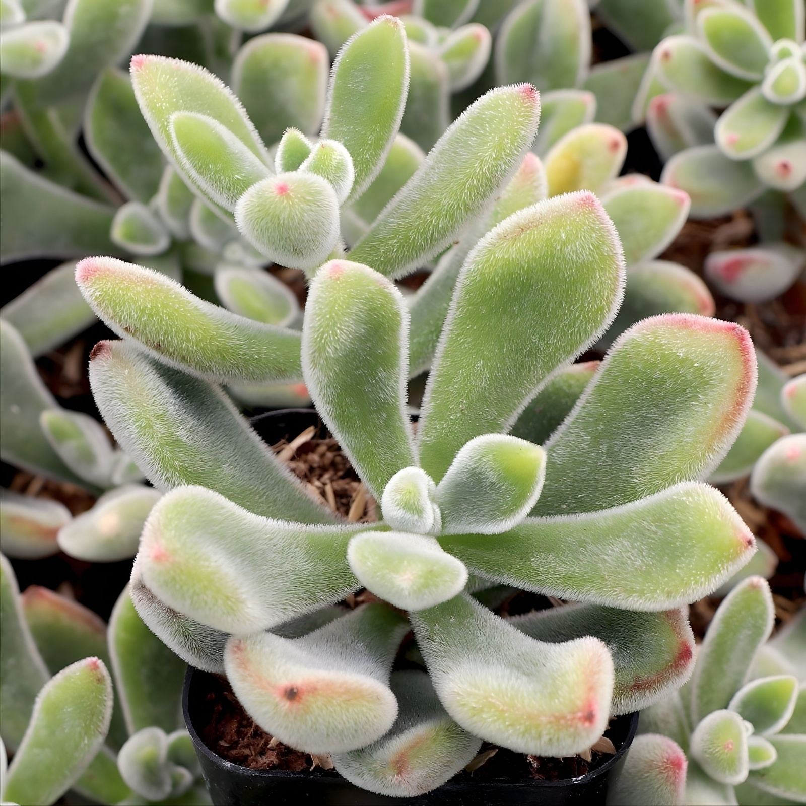 Echeveria Pulvinata Succulent Cutting Fuzzy Red Live Plant 1 inch Starter Houseplant