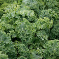 Dwarf Siberian Kale Seeds Non-GMO Heirloom Brassica oleracea Live Plant Starter Vegetables 100+ Seeds