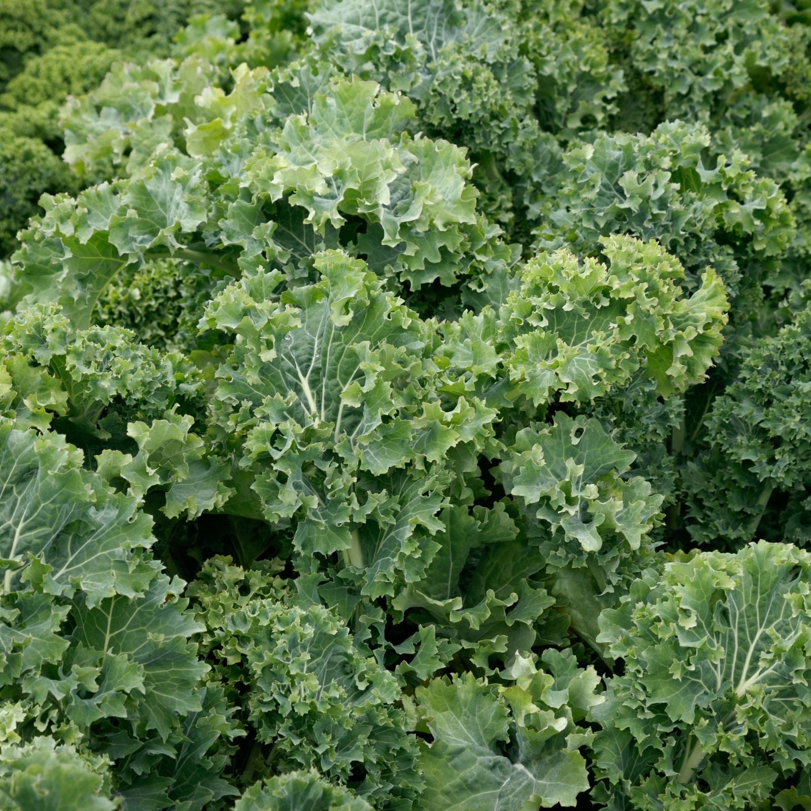 Dwarf Siberian Kale Seeds Non-GMO Heirloom Brassica oleracea Live Plant Starter Vegetables 100+ Seeds