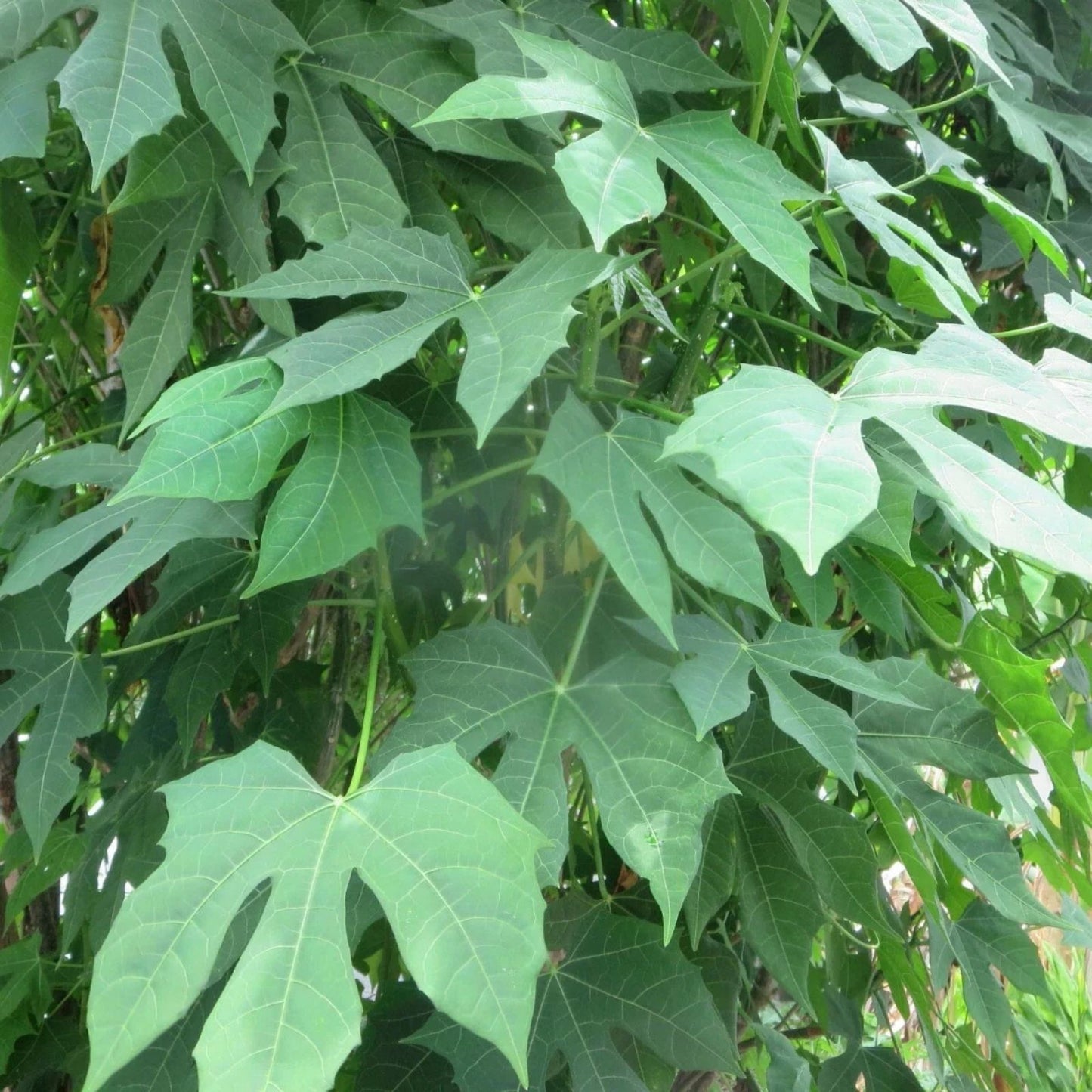 Maple Leaf Chaya Cuttings Organic Edible Plant Non-Sting Cnidoscolus chayamansa 7 Pack Starter Plants Gardening