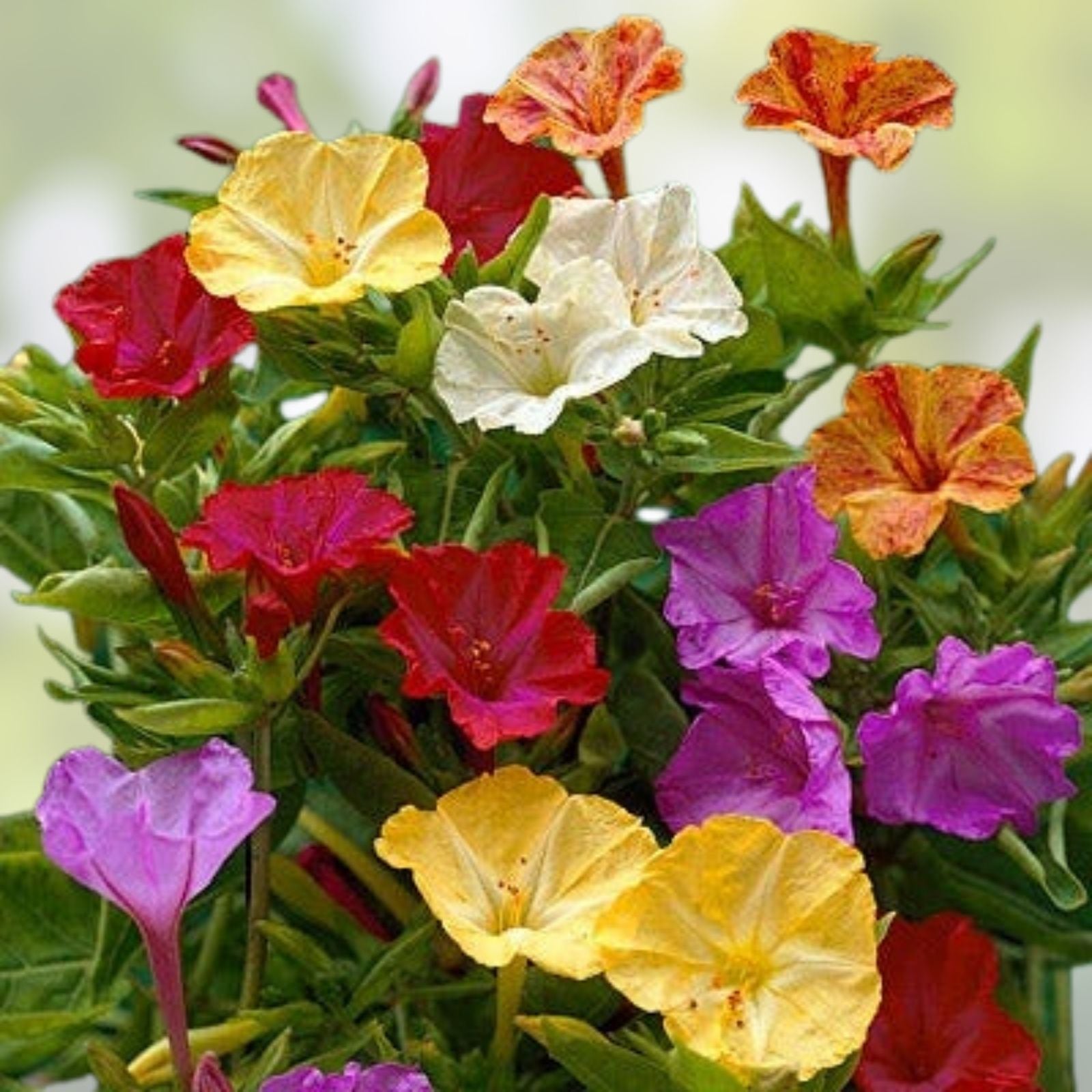 Four O'Clock Flower Live Plant - Mirabilis jalapa Bare Root Starter Plant with Colorful Blooms for Gardens
