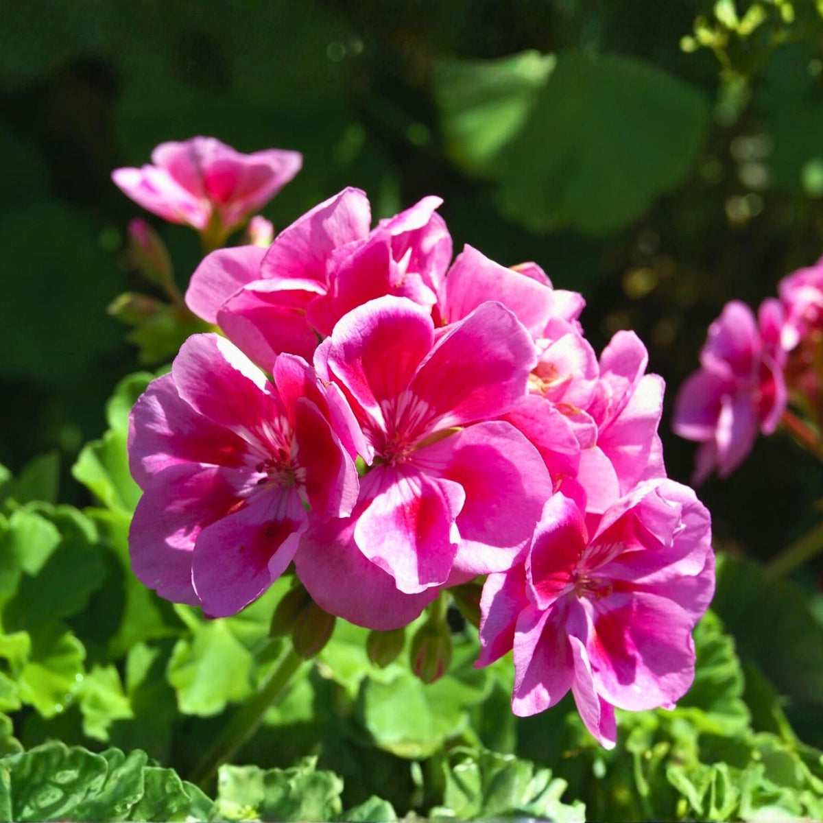 Geranium Seeds 100+ Pack Raspberry Spell Fragrant Fresh Flower Non-GMO Pelargonium spp.