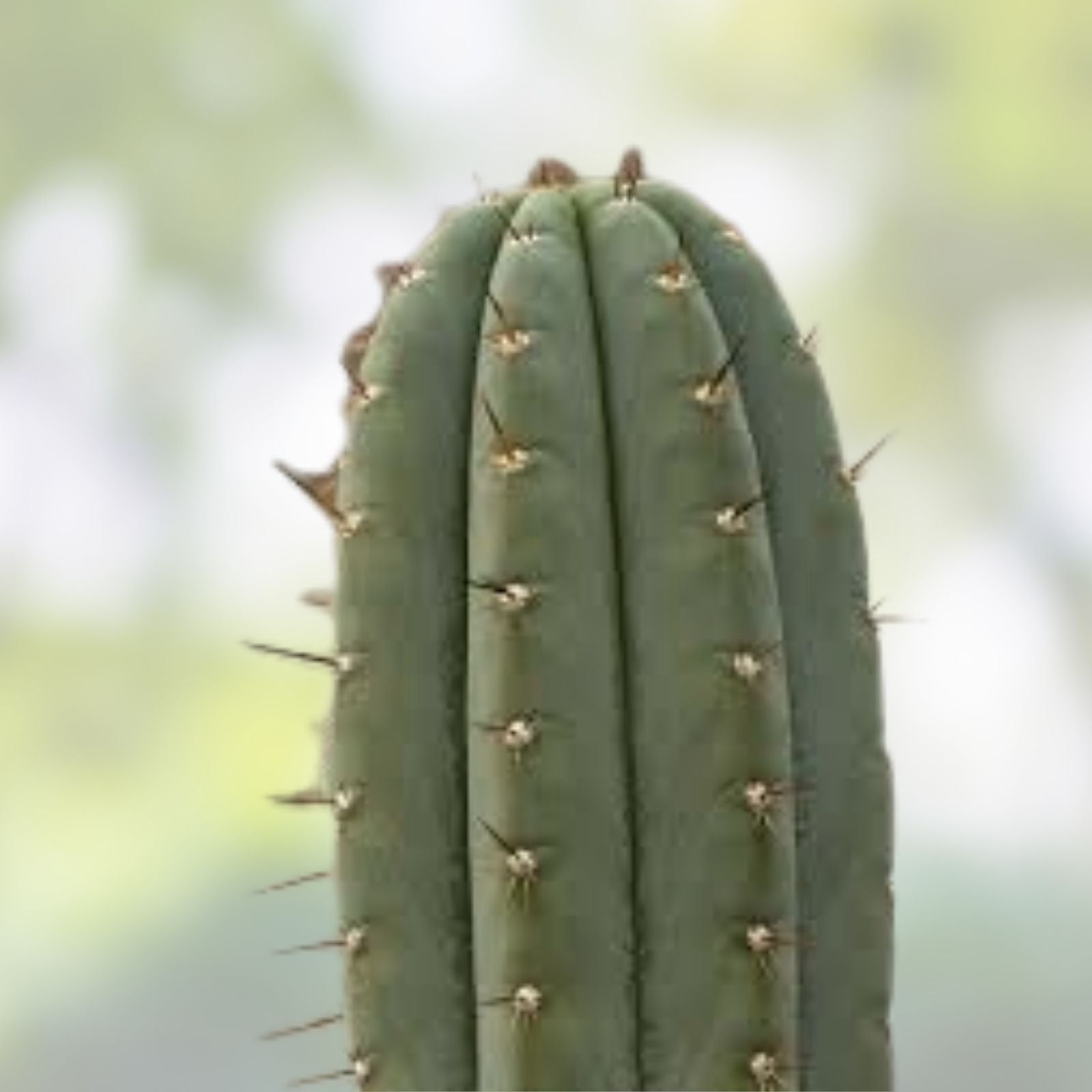 Cereus Dave Turner Cactus Cutting - Succulent Plant - Unique Cereus peruvianus Variety - New Harvest Quality