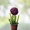 Caralluma Umbellata Potted Succulent – 3.5" Rare, Well Rooted, Healthy Green Indoor Plant for Gardening