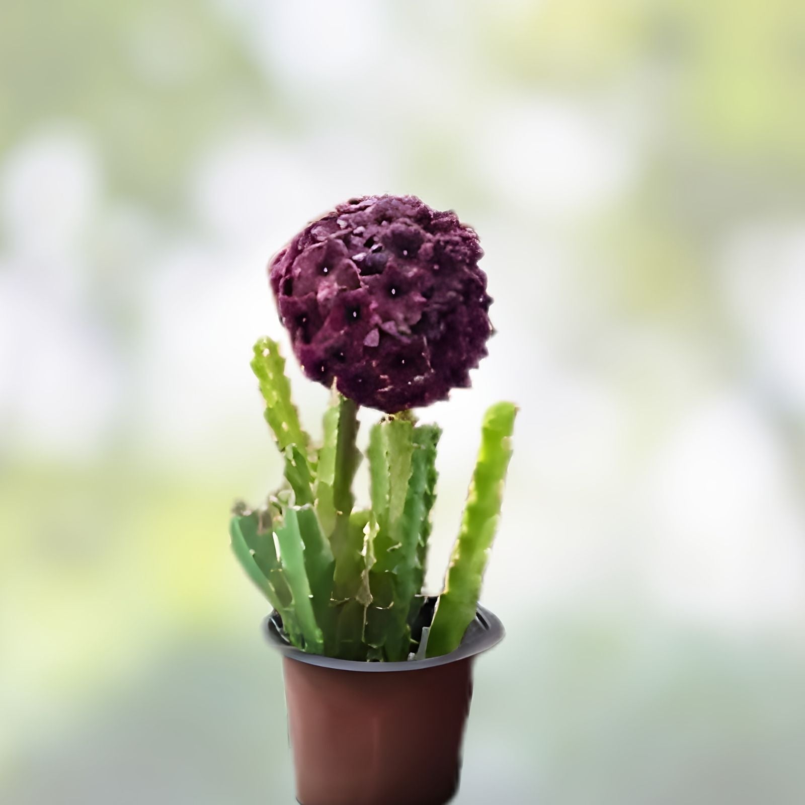 Caralluma Umbellata Potted Succulent – 3.5" Rare, Well Rooted, Healthy Green Indoor Plant for Gardening