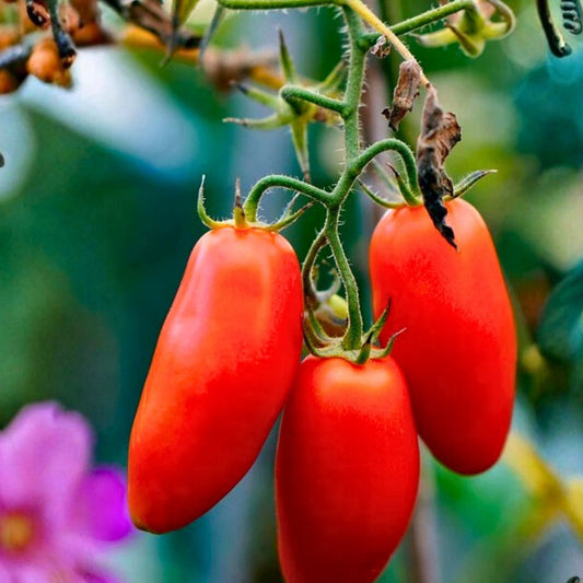 Heirloom Cucumber Seeds Long Green Non-GMO Vegetable Seeds 50+ Cucumis sativus Starter Plant