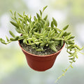 String of Bananas Senecio Radicans Succulent Cuttings, Live Houseplant, Indoor Decor, Easy Care, Starter Plant