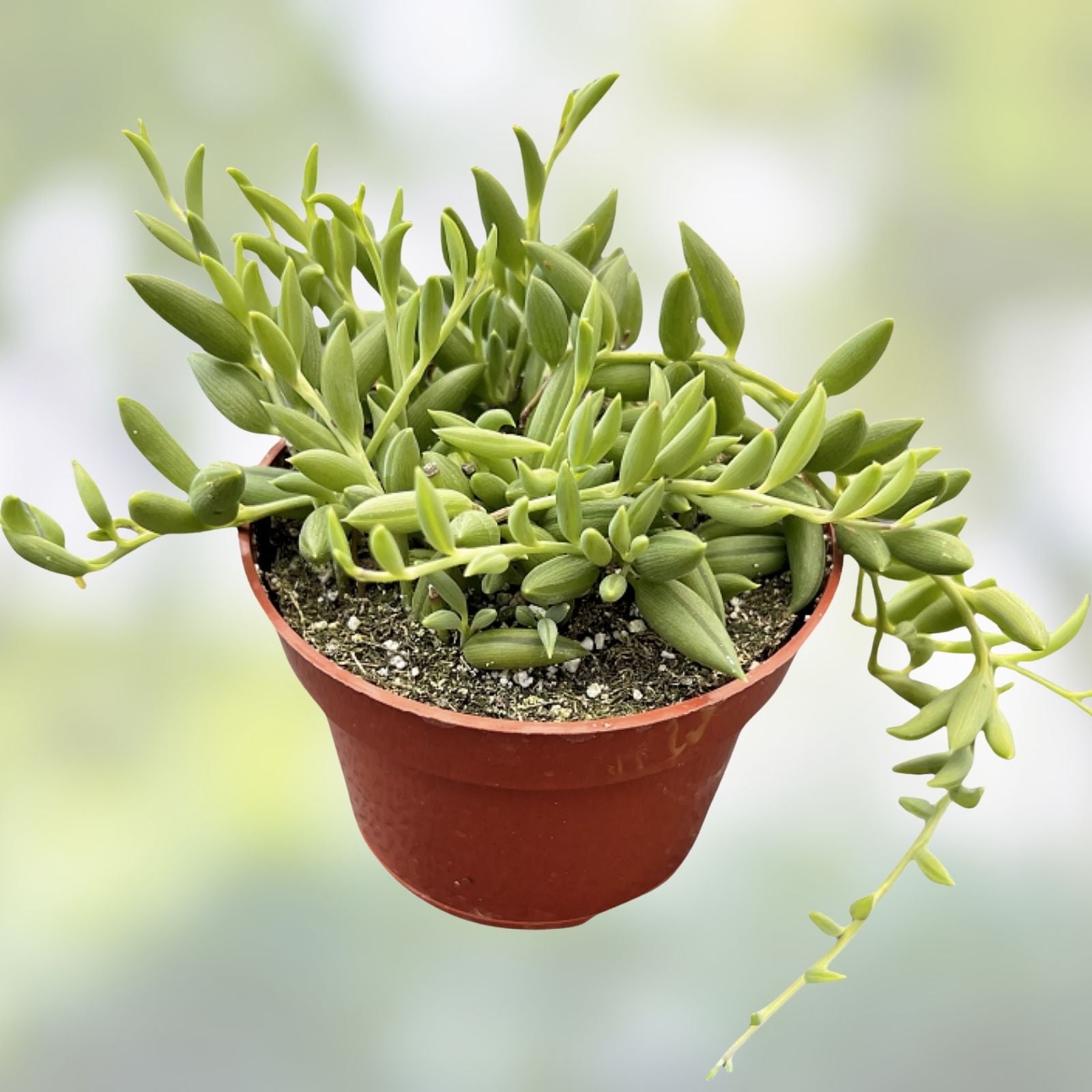 String of Bananas Senecio Radicans Succulent Cuttings, Live Houseplant, Indoor Decor, Easy Care, Starter Plant