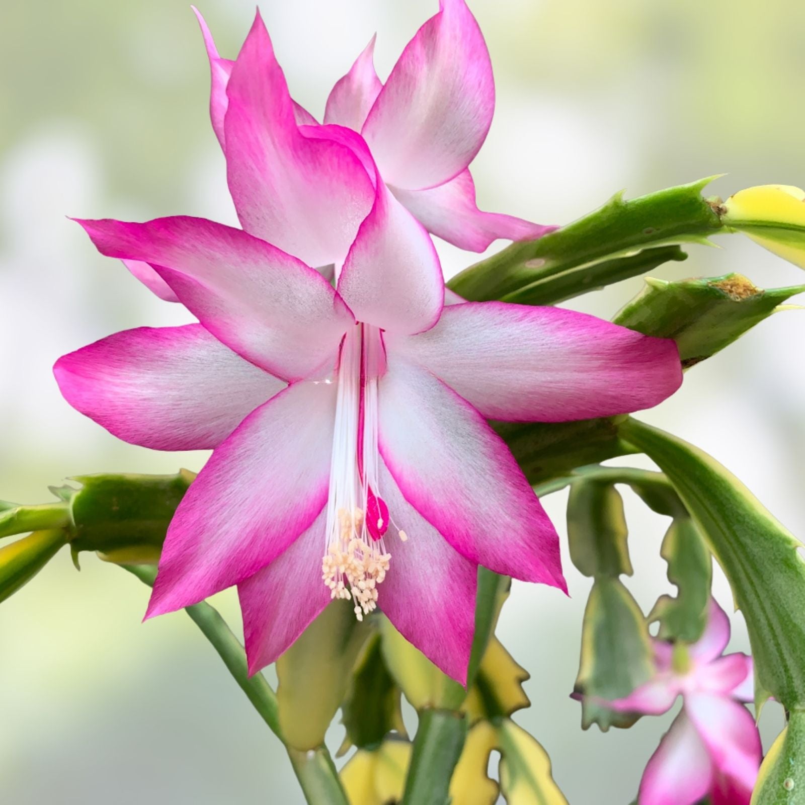 Thanksgiving Cactus Cuttings 10 Varieties Live Plant Holiday Decor Gifting Schlumbergera Truncata