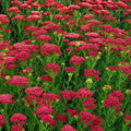 Yarrow Starter Plant Achillea Millefolium Vintage Red Perennial Live Plant Zones 3-8