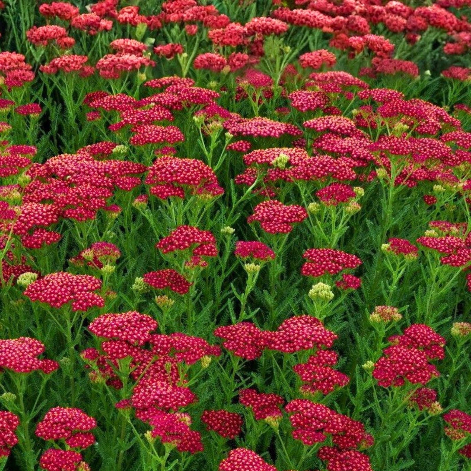Yarrow Starter Plant Achillea Millefolium Vintage Red Perennial Live Plant Zones 3-8