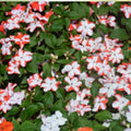 Busy Lizzy Impatiens Seeds 100 Count Red Star Flower Seeds for Garden & Container Planting, Impatiens walleriana