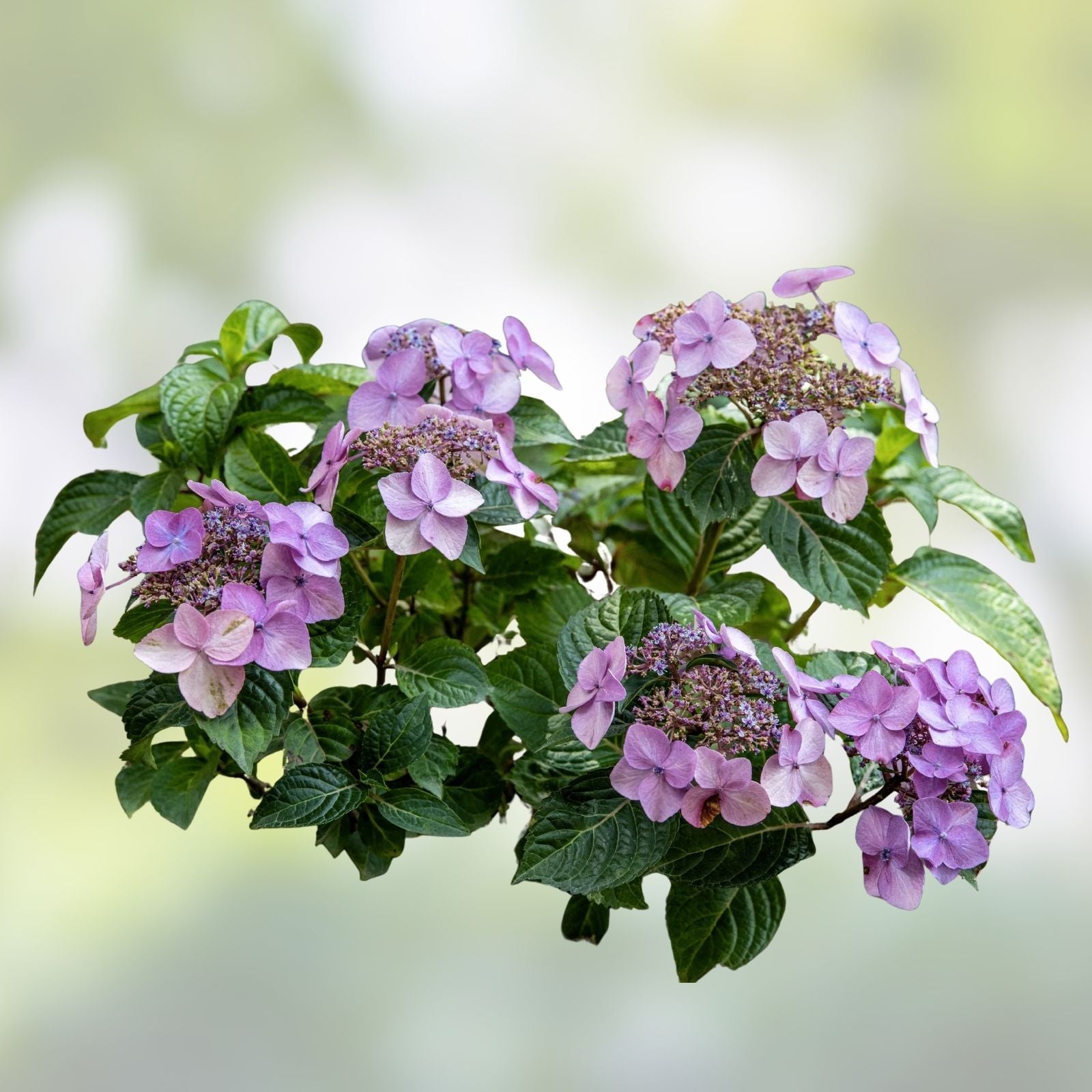Pop Star Hydrangea macrophylla 6-Pack Rooted Cuttings, Live Garden Plant, Easy to Grow, Flowering Shrub, Houseplant, Starter Plant