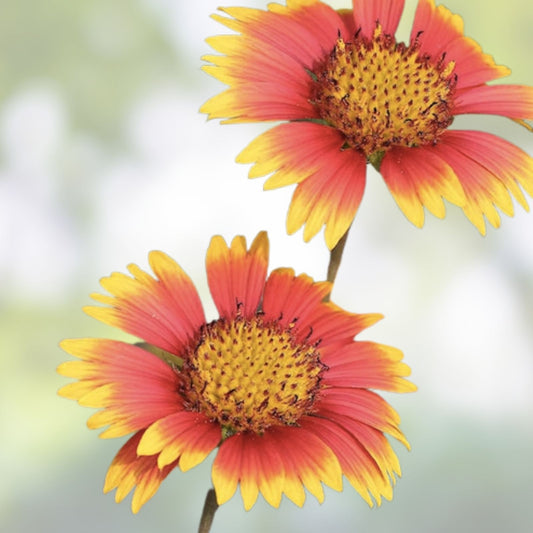 Indian Blanket Seeds Gaillardia pulchella Flower Seeds 200 Organic Native Wildflower Live Plant Cutting Bare Root Starter Plant