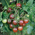 Sweet Cherry Tomato Seeds, Heirloom Non-GMO, Organic Solanum lycopersicum, 500+ Starter Plants, Vegetable Seeds