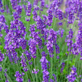 Phenomenal Lavender Live Plant | Lavandula angustifolia | Starter Herb, Easy-to-Grow Perennial, Houseplant, Fragrant, Gardening Supplies