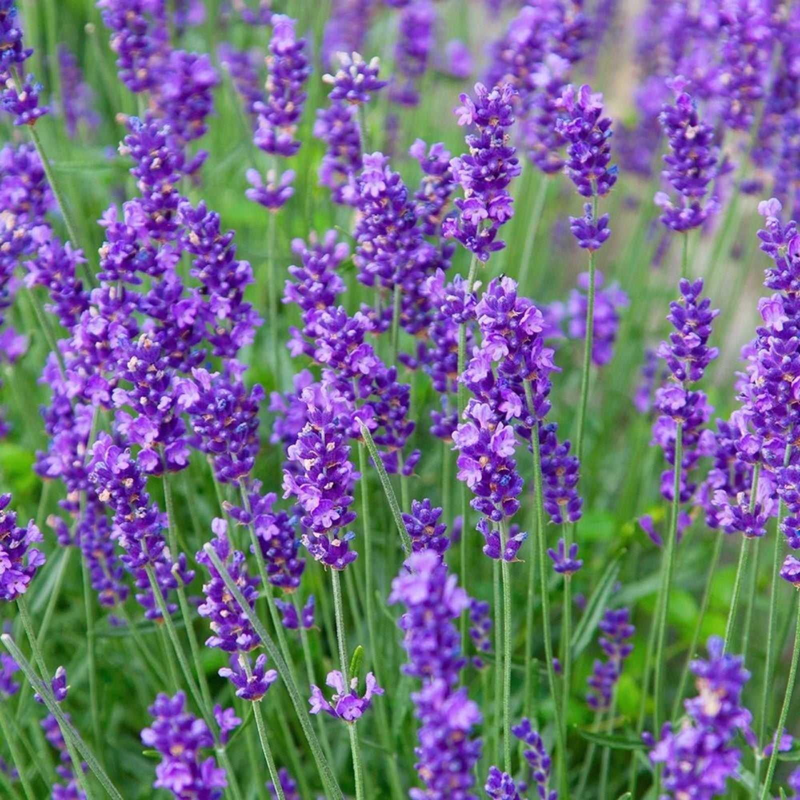 Phenomenal Lavender Live Plant | Lavandula angustifolia | Starter Herb, Easy-to-Grow Perennial, Houseplant, Fragrant, Gardening Supplies