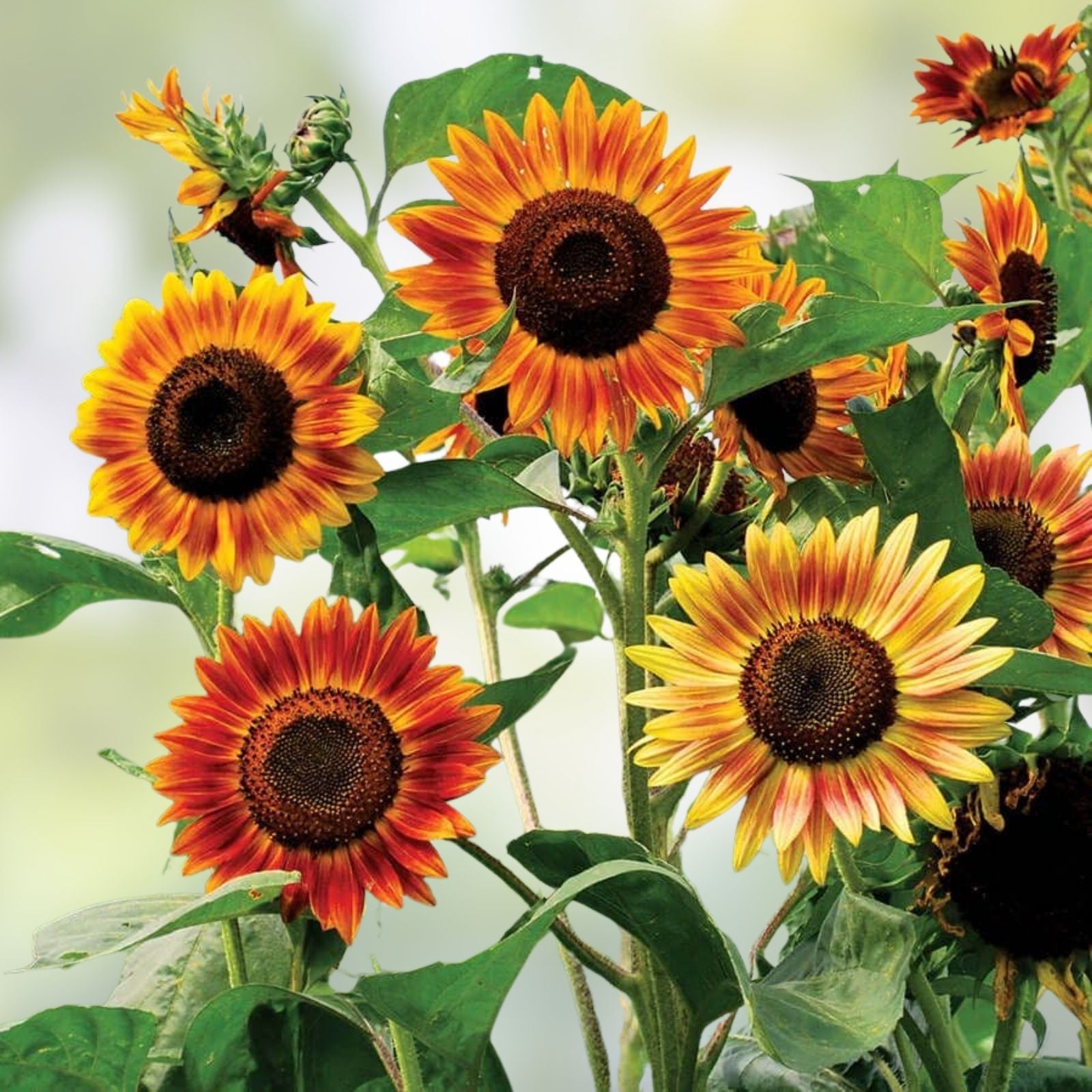 Santa Fe Sunset Sunflower Seeds 10 Organic Helianthus annuus Bright Orange Red Live Plant Cutting