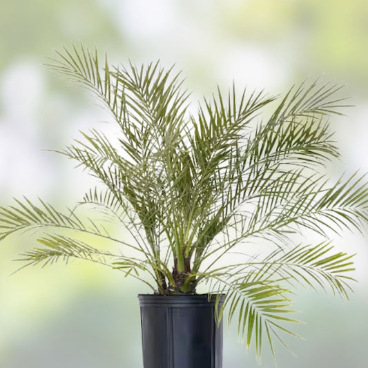 Medjool Date Palm Tree Phoenix Dactylifera 7-inch potted live indoor outdoor plant, 5+ years old