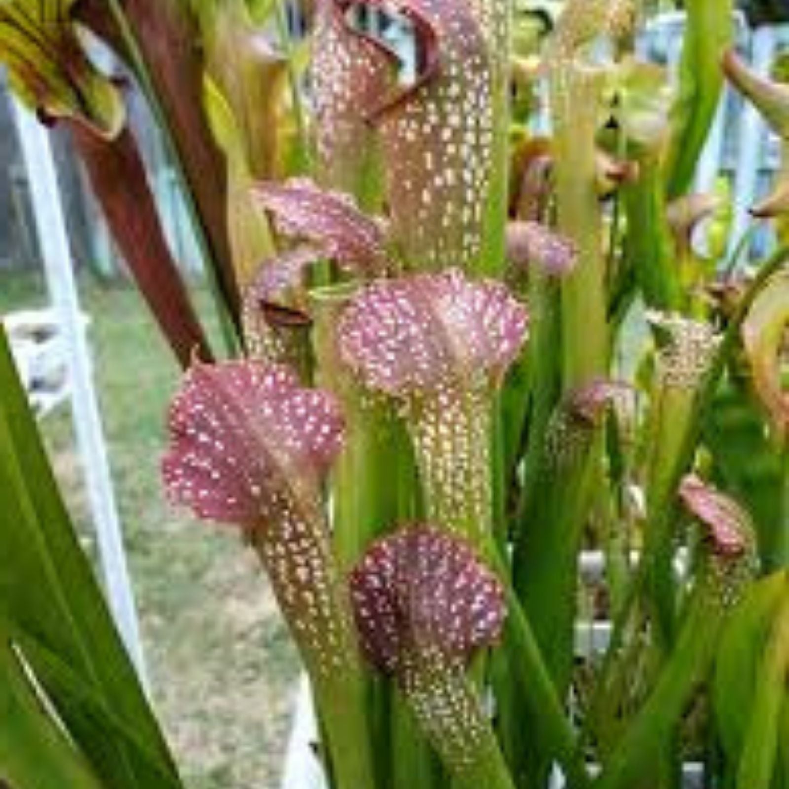 Live Pitcher Plant - Sarracenia Minor Giant Okeefenokeensis Clone J Red Window - Carnivorous Plant for Home Garden - BloomHavenNursery