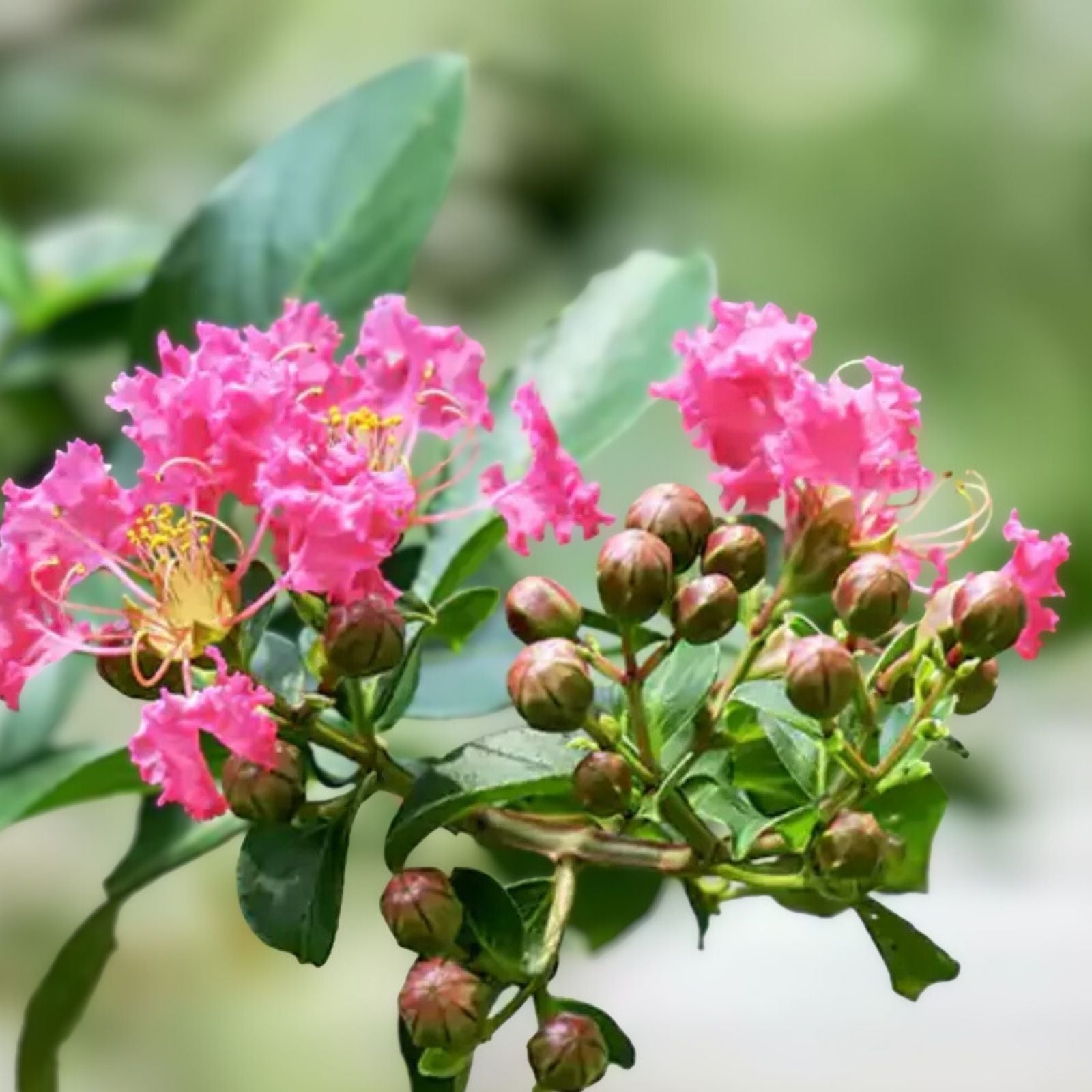 Hot Pink Crepe Myrtle Trees - Lagerstroemia indica Live Rooted Cuttings - Flowering Garden Landscape Plants
