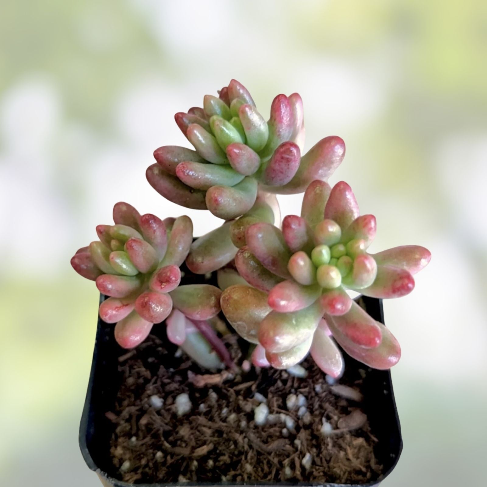 Sedum Rubrotinctum Aurora Pink Jelly Bean Variegated Succulent Cutting – Rare Live Succulent Plant