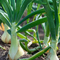 Spanish White Onion Seeds Heirloom Allium cepa Starter Plants for Cooking 25+