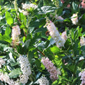 Sweet Pepperbush Plants 5 Live Clethra alnifolia Shrubs Fragrant Native Ornamental Pollinator Attracting