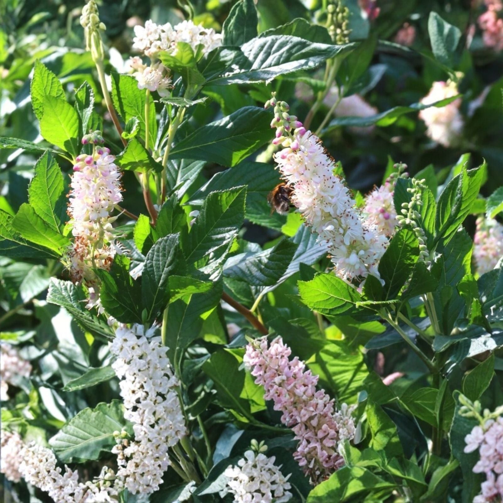 Sweet Pepperbush Plants 5 Live Clethra alnifolia Shrubs Fragrant Native Ornamental Pollinator Attracting