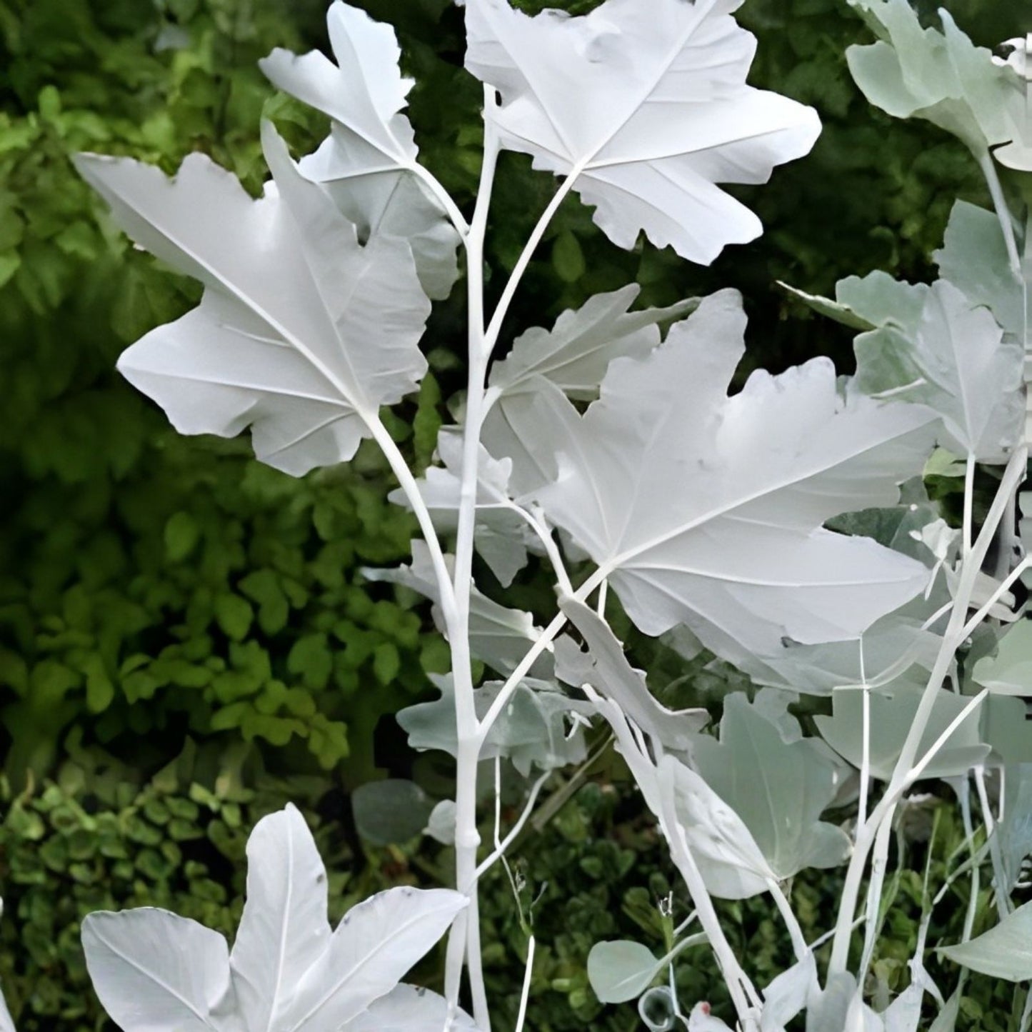 White Poplar Seeds 30 Pack – Fast Growing Tree, Populus alba, Live Bare Root Seedling, Ornamental Tree, Non-GMO Tree Seeds