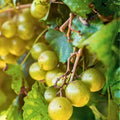 Scuppernong Grape Vines 10-Pack Vitis rotundifolia Fruit-Producing Climbing Vines Zones 7-10 Self-Fertile