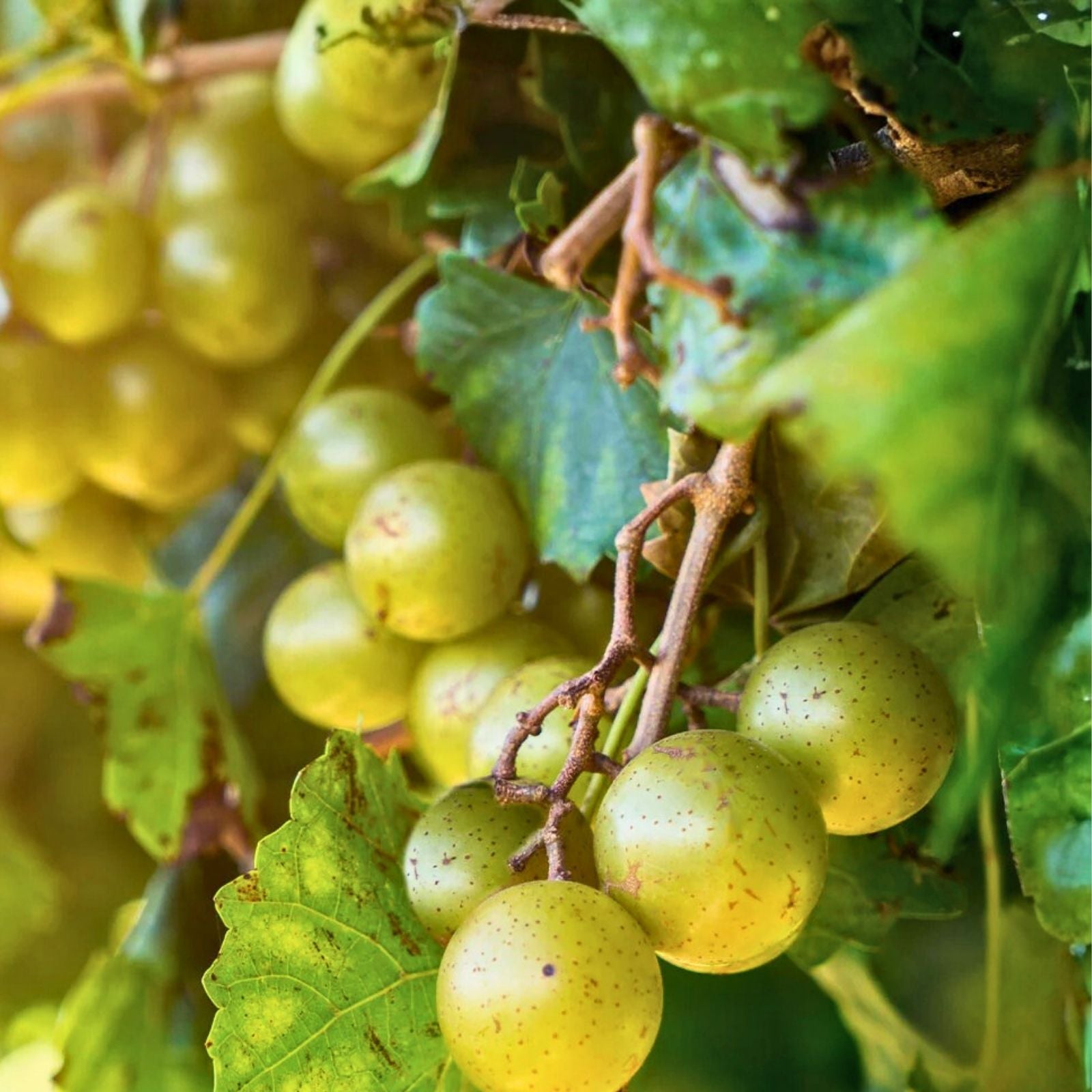 Scuppernong Grape Vines 10-Pack Vitis rotundifolia Fruit-Producing Climbing Vines Zones 7-10 Self-Fertile