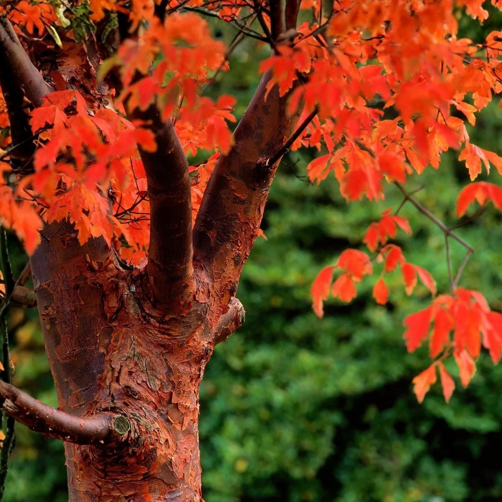Paperbark Maple Seeds Acer griseum, Ornamental Tree, Peeling Cinnamon Bark, Live Bare Root Starter Plant, Non-GMO