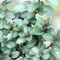 Chocolate Mint Plant Cuttings - Mentha × piperita 'Chocolate' - Aromatic Herb, Live Starter Plant, Kitchen Herb, Garden Herb