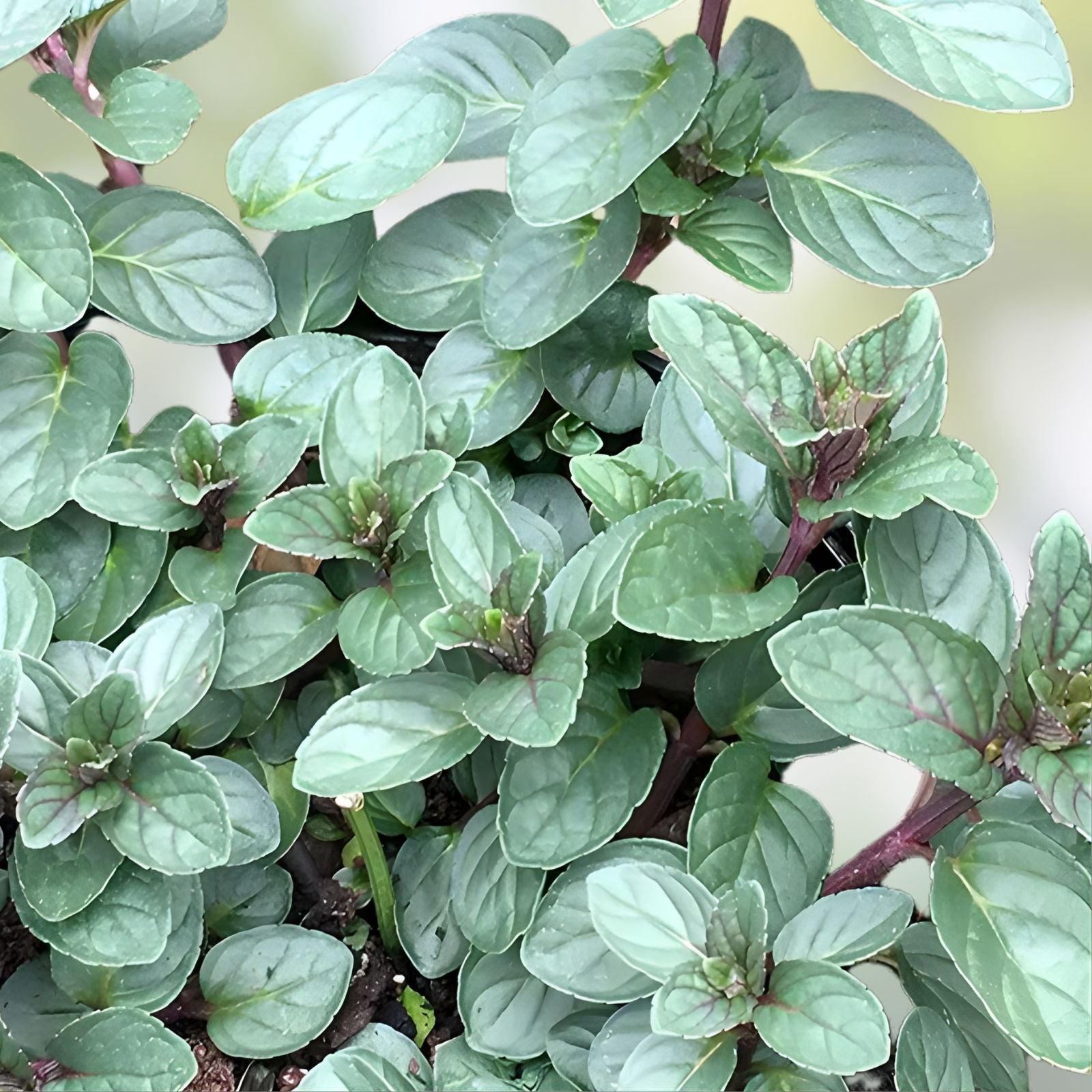 Chocolate Mint Plant Cuttings - Mentha × piperita 'Chocolate' - Aromatic Herb, Live Starter Plant, Kitchen Herb, Garden Herb