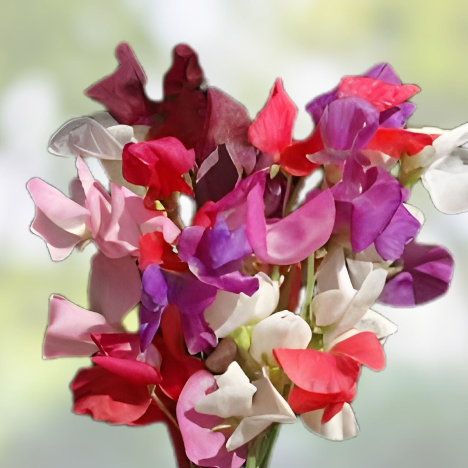 Sweet Pea Vine Seeds 80ct | Royal Family Garden Mix | Lathyrus odoratus Climbing Fragrant Flower Seeds