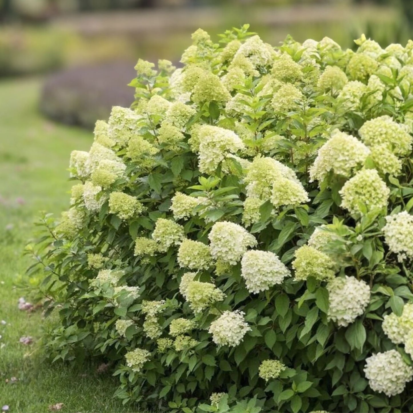 Limelight Hydrangea Paniculata Cuttings 6-10 Inch Live Plant Flowering Shrubs Garden Landscape